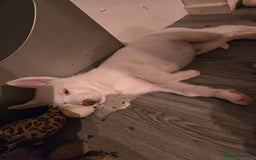 Siberian Husky dogs for sale: 2 White Siberian Huskys - Image 5