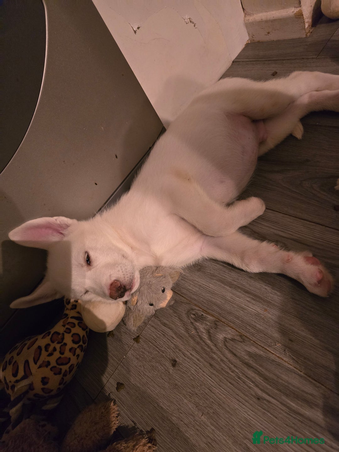 Siberian Husky dogs for sale: 2 White Siberian Huskys - Image 5