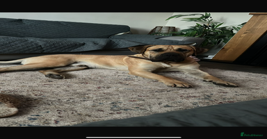 Presa Canario dogs - Advert 15