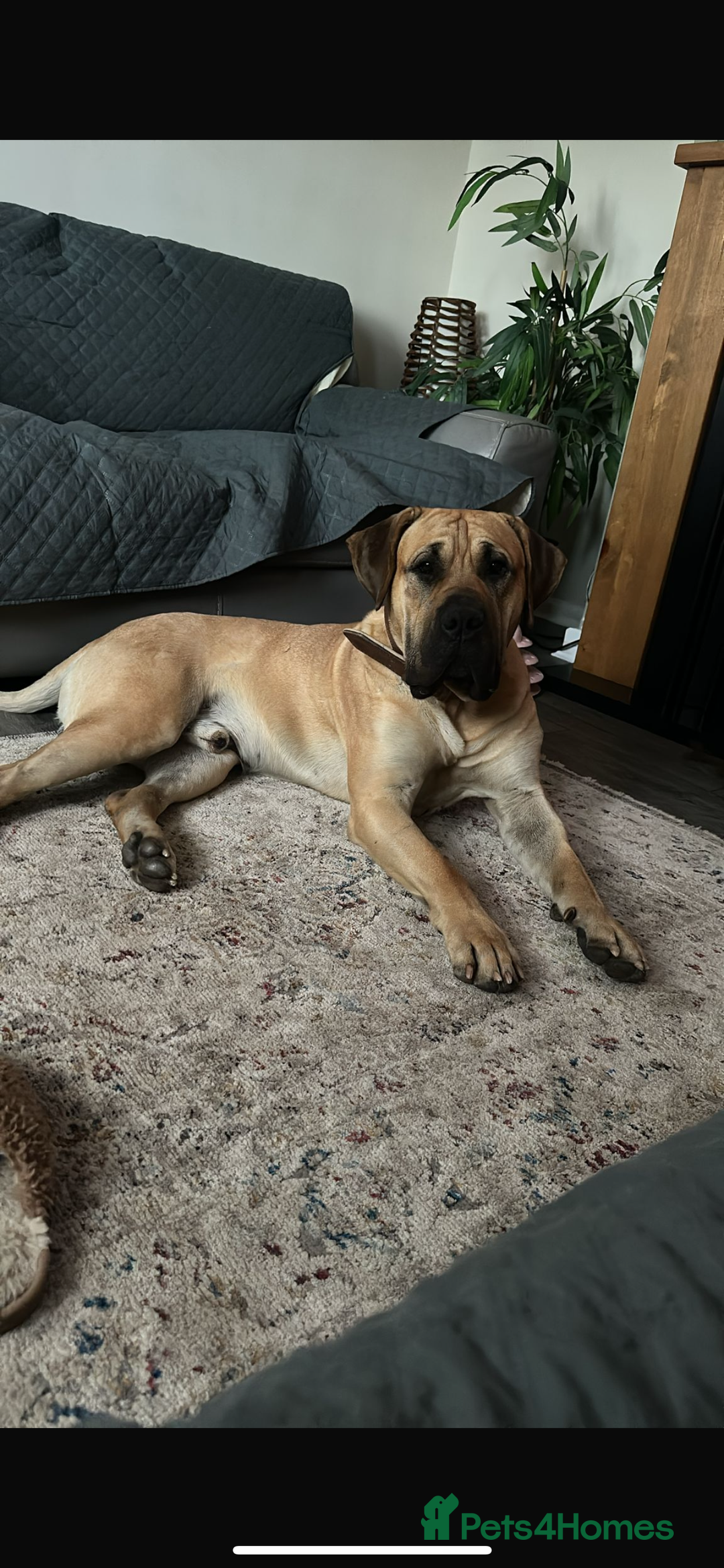 Presa Canario dogs for sale: Full Pedigree Presa Canario boy  - Image 3