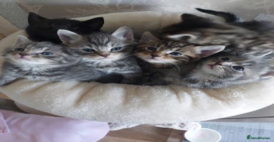 Mixed Breed cats - Advert 11