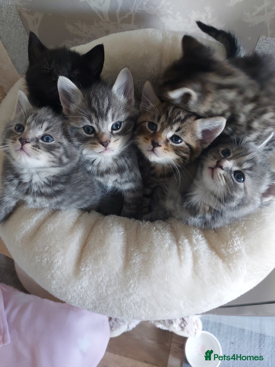 Mixed Breed cats for sale: Beautiful kittens 3x girl and 3x boy - Image 3