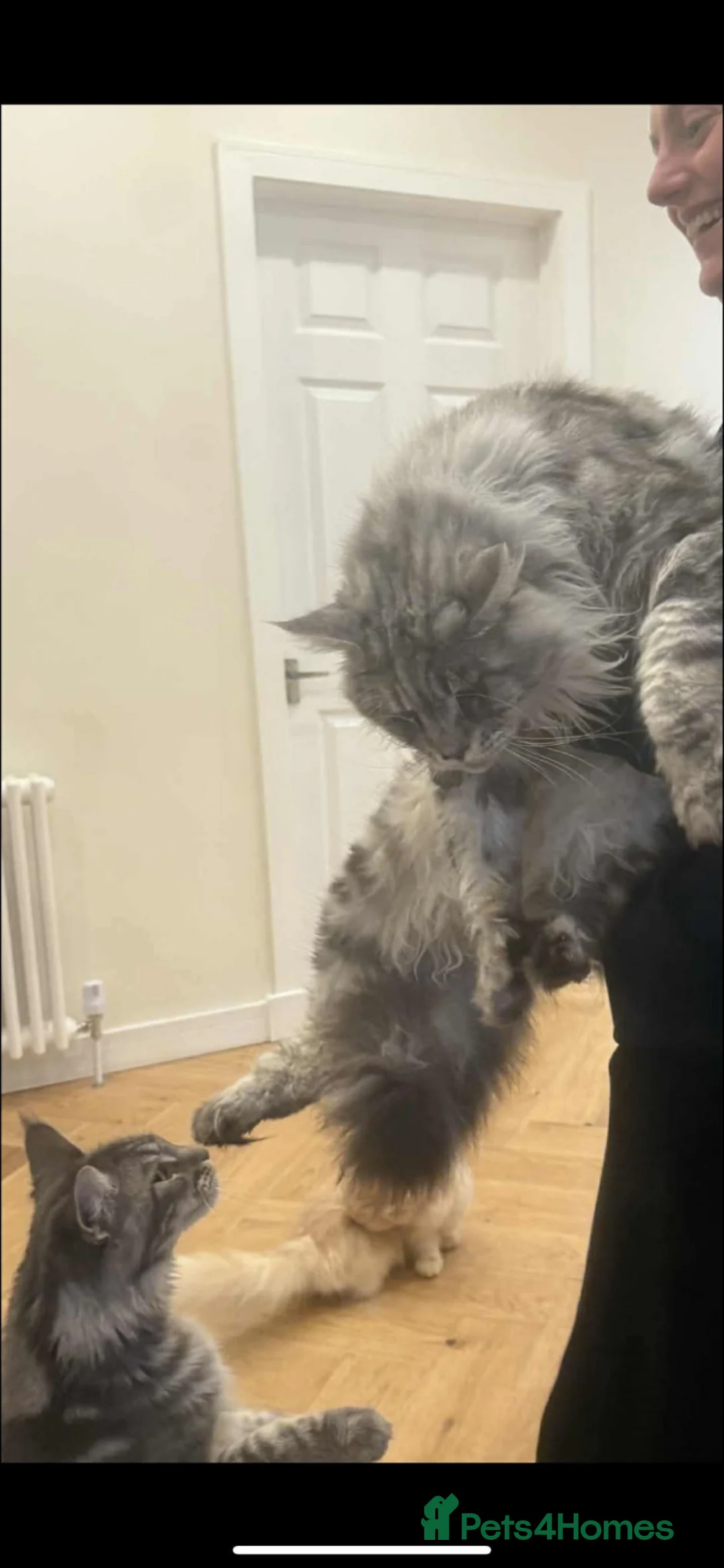 Maine Coon cats for sale: Studs and Queens  in Dumbarton - Advert 3