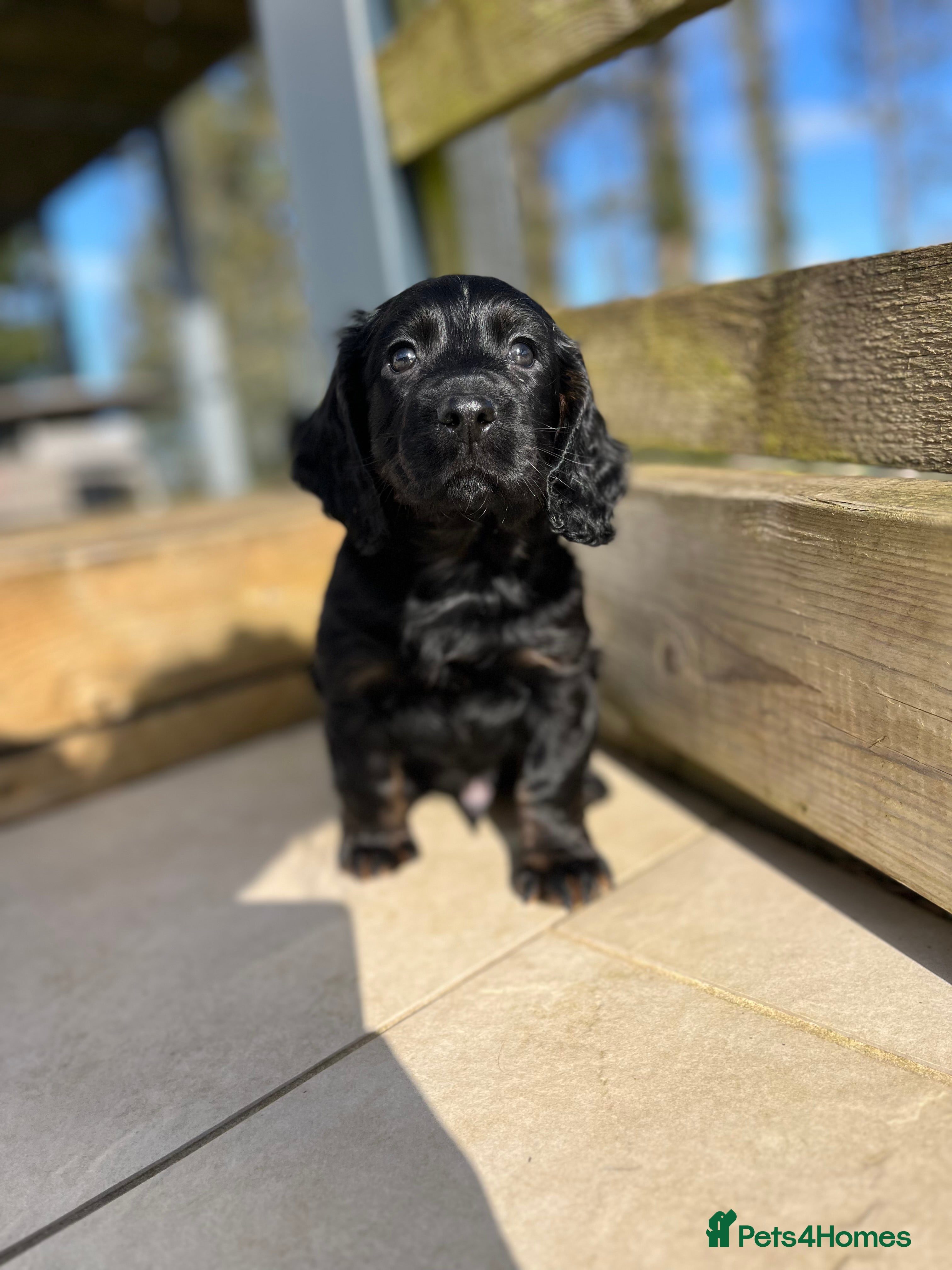 Cocker Spaniel dogs 🌟 KC working cocker spaniel dog  puppy 🌟  - Advert 11