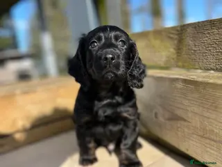 Cocker Spaniel dogs 🌟 KC working cocker spaniel dog puppy 🌟 - Advert 11