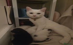 Domestic Shorthair cats for sale: 4 Kittens for sale  - Image 1