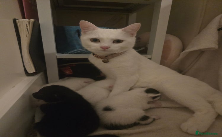 Domestic Shorthair cats - Advert 1