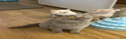 British Shorthair cats for sale: Gccf registered kittens  - Advert 2