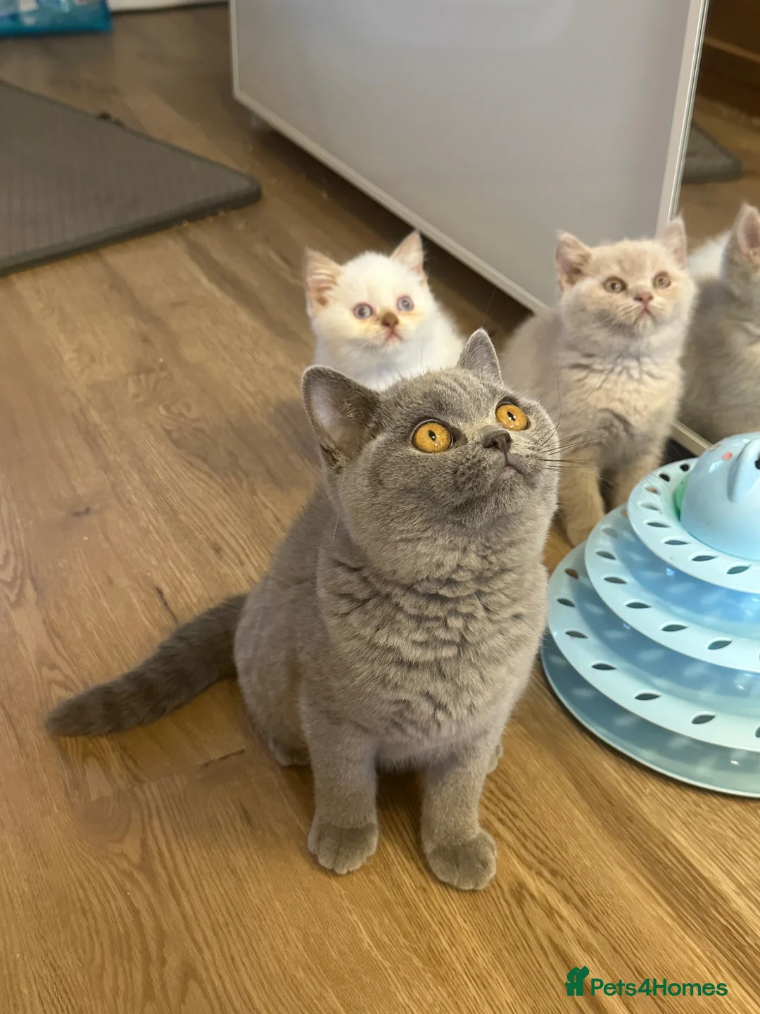 British Shorthair cats for sale: Gccf registered kittens  - Advert 2