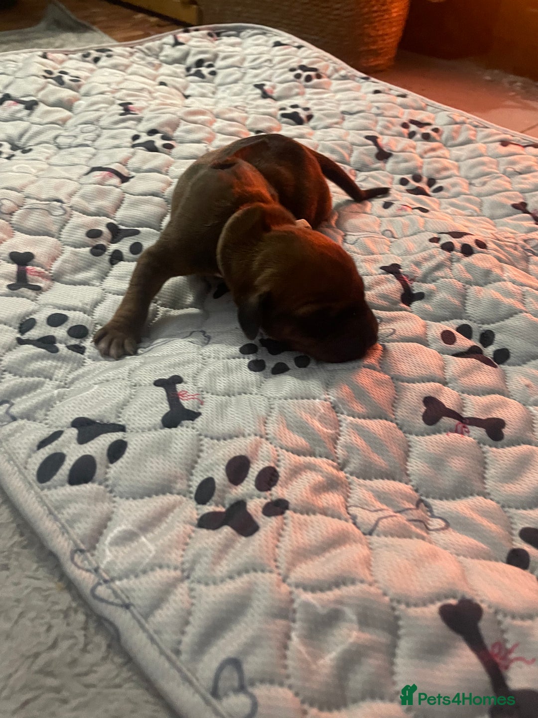 Rhodesian Ridgeback dogs for sale: Beautiful Rhodesian Ridgeback pups - Advert 26