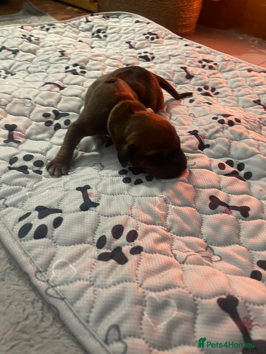 Rhodesian Ridgeback dogs for sale: Beautiful Rhodesian Ridgeback pups - Advert 37