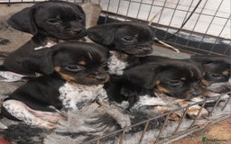 Mixed Breed dogs for sale: Cocker spaniel x Jug puppies  - Image 3
