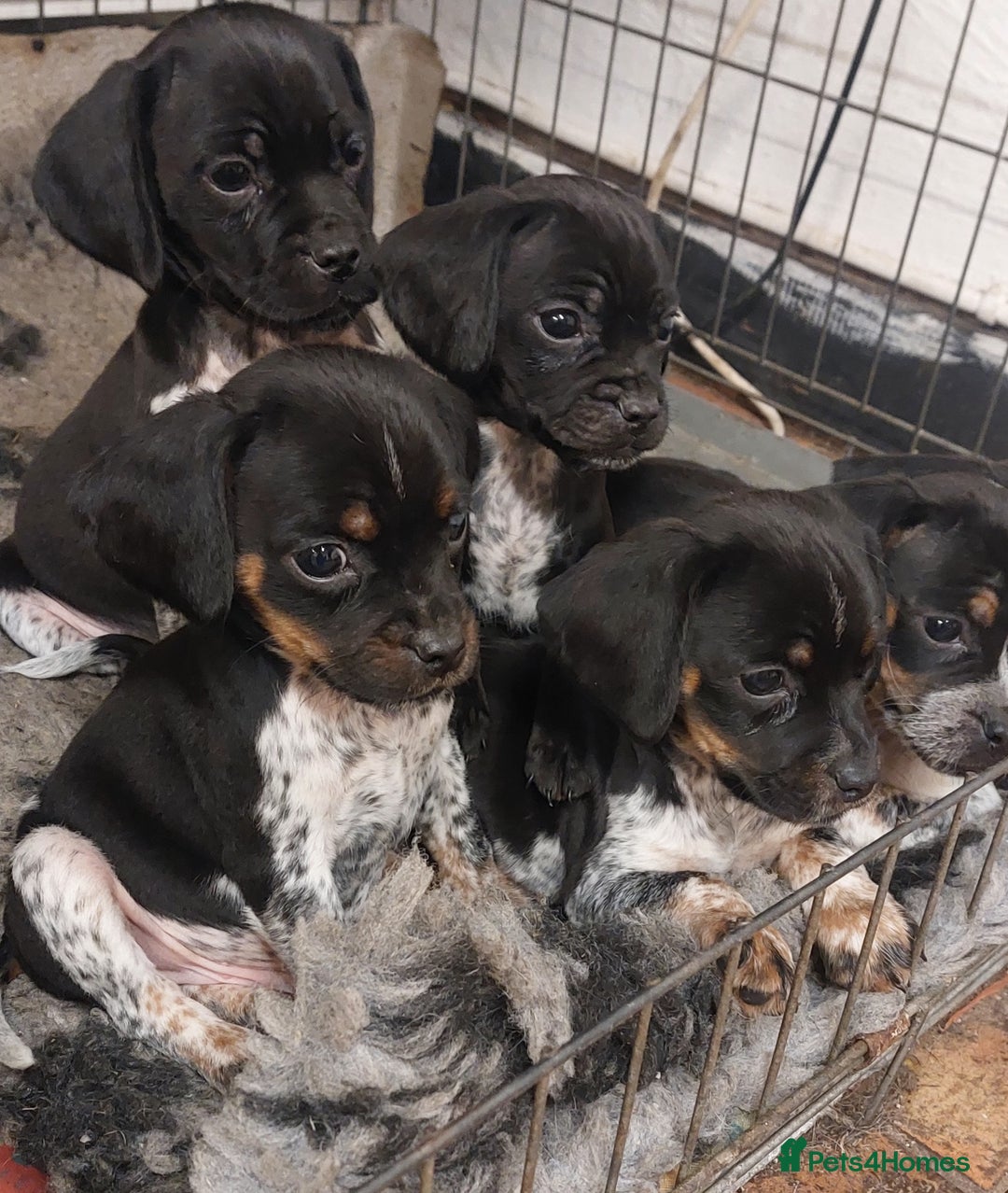 Mixed Breed dogs for sale: Cocker spaniel x Jug puppies  - Image 3