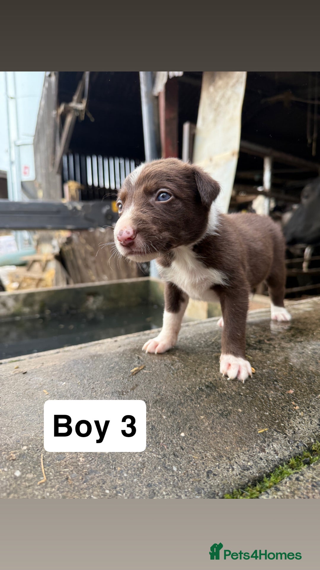 Border Collie dogs for sale: Working chocolate border collies  - Image 8