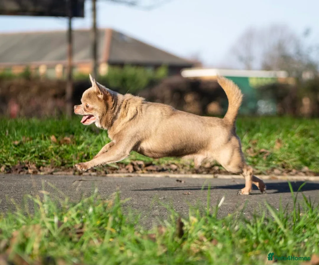 Chihuahua dogs for stud: Lilac KC Shorthaired Stud in Leeds - Advert 9