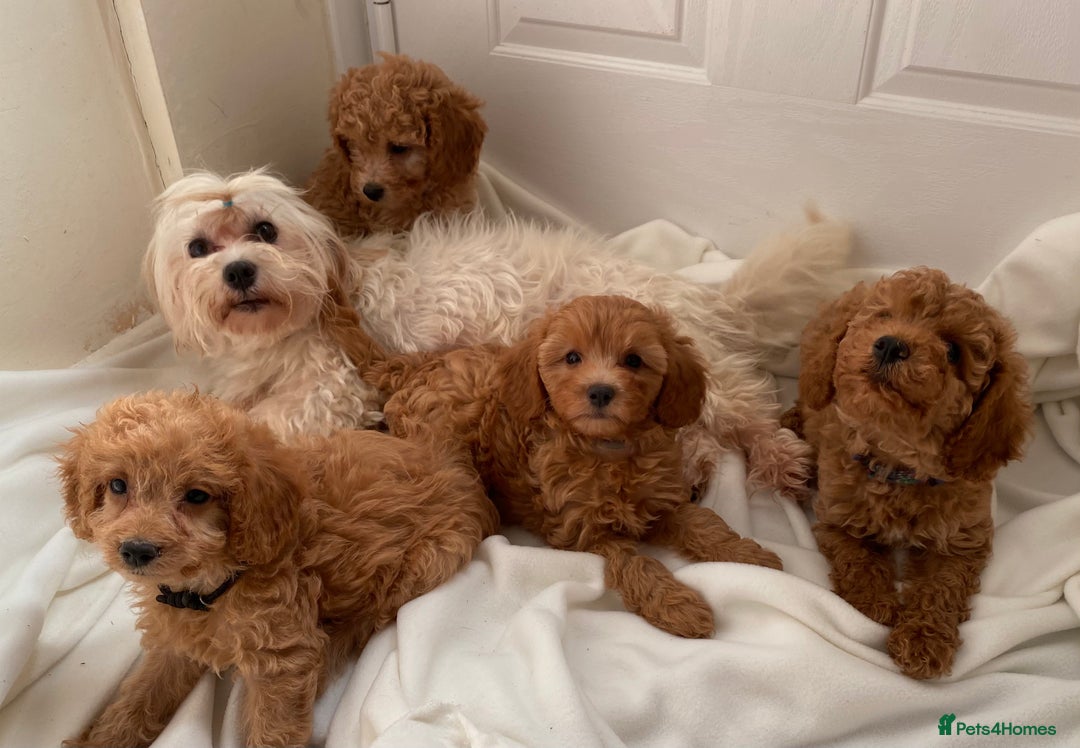 Maltipoo dogs for sale: Extensively DNA tested clear maltipoos - Image 7