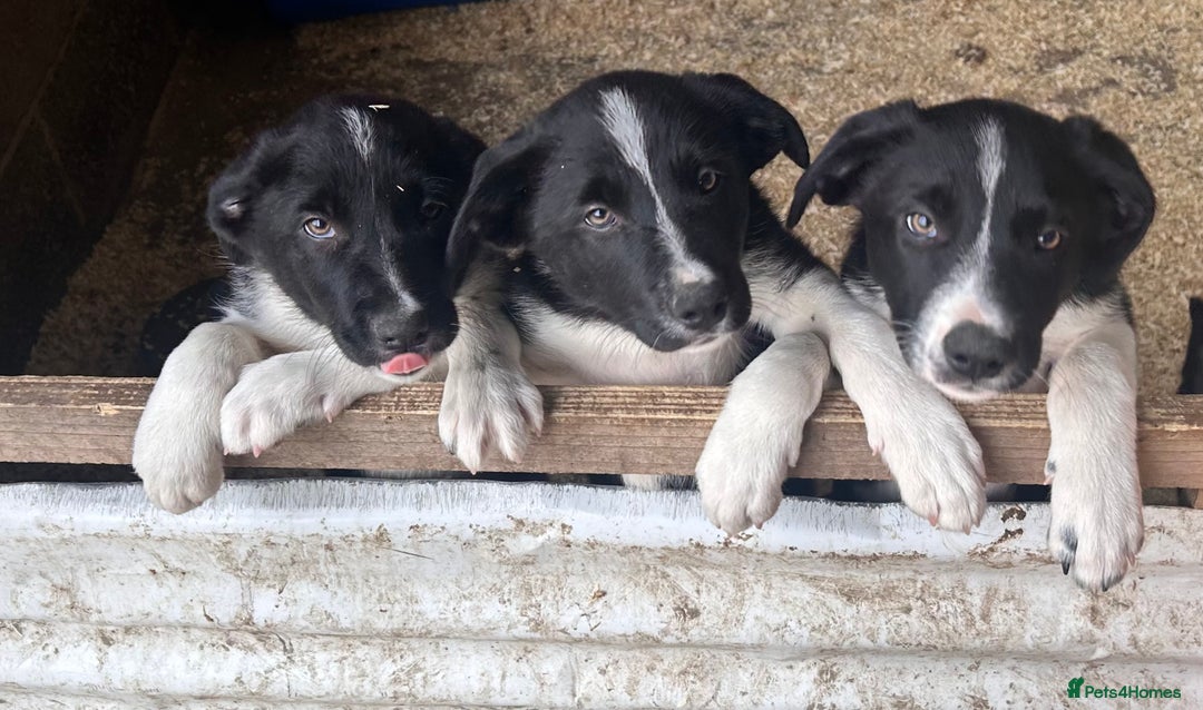 Border Collie dogs for sale: Border collies for sale - Image 1