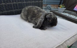 Mini Lop rabbits for sale: Mini lop  - Image 1
