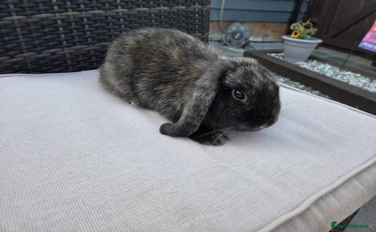 Mini Lop rabbits - Advert 2