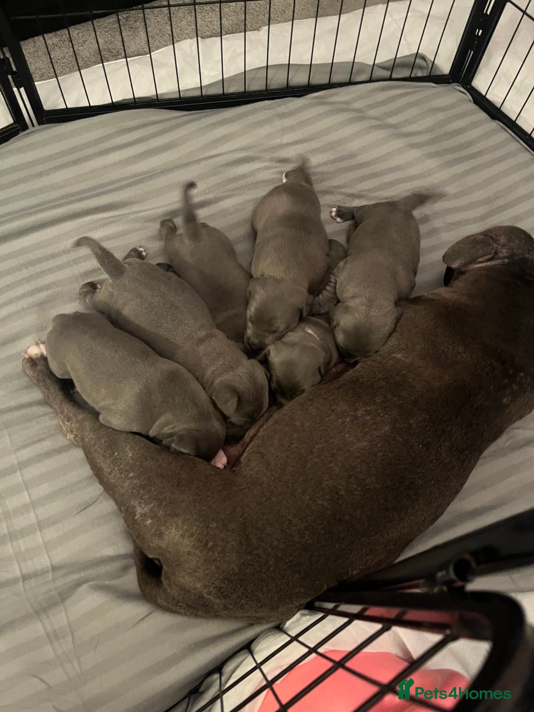 Staffordshire Bull Terrier dogs for sale: Full pedigree blue Staffordshire bull terriers - Image 9