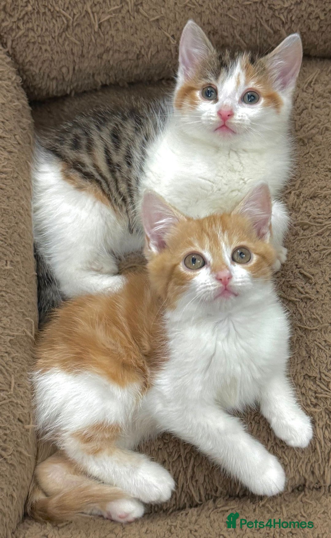 Mixed Breed cats for sale: GORGEOUS KITTENS  - Advert 4
