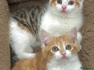 Mixed Breed cats GORGEOUS KITTENS - Advert 6