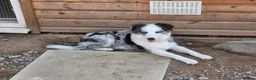 Border Collie dogs for sale: Blue merle border collie for sale  - Advert 1