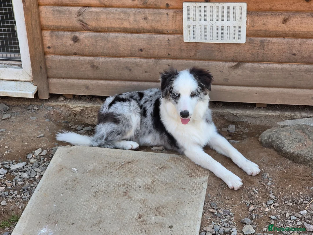 Border Collie dogs for sale: Blue merle border collie for sale  - Advert 1