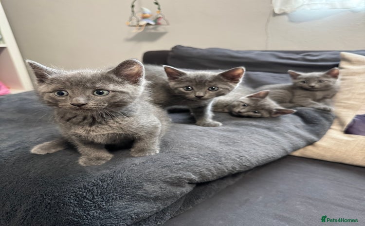 Russian Blue cats - Advert 1