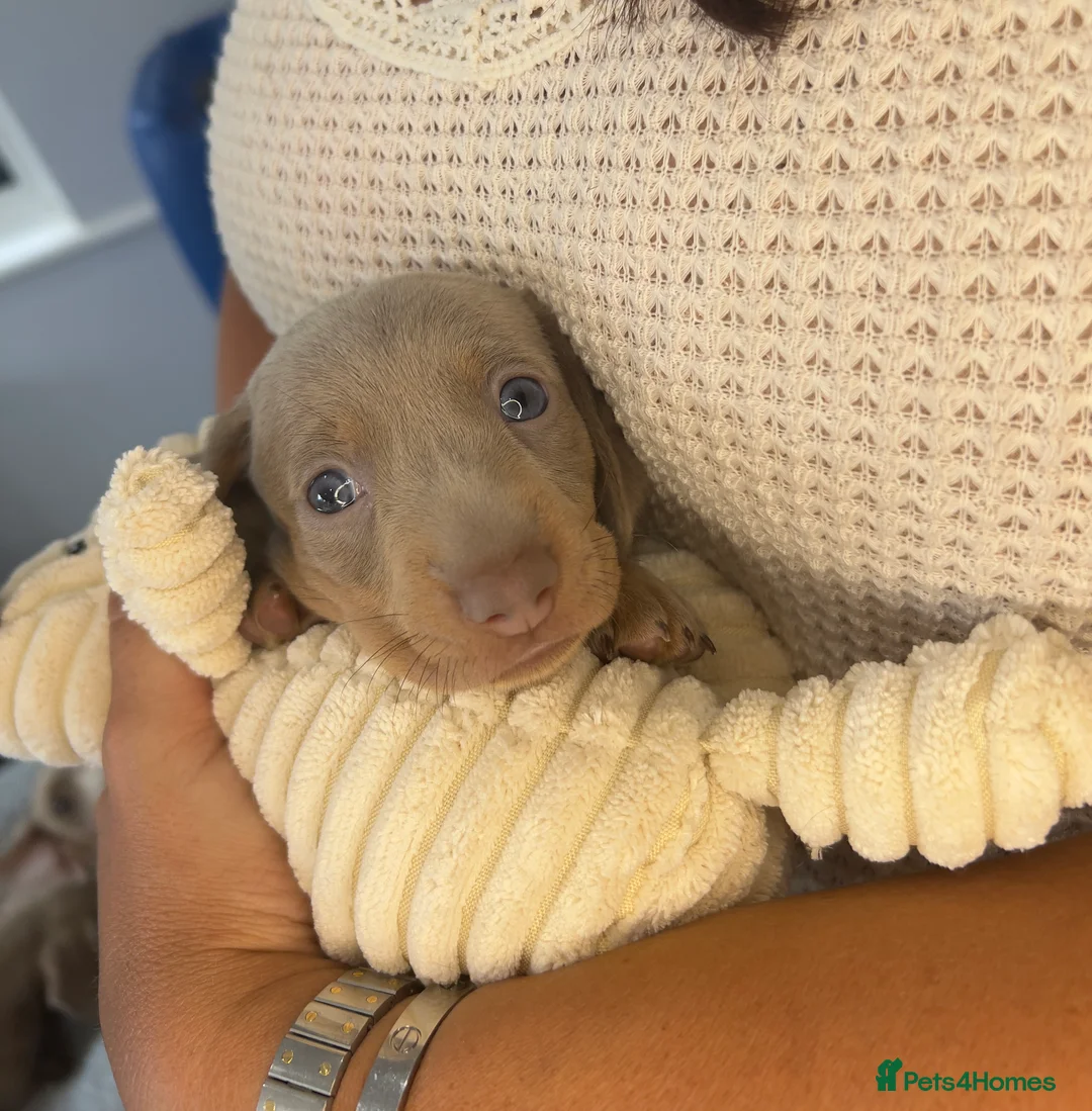 Miniature Dachshund dogs for sale: Miniature Dachshunds KC  - Advert 2