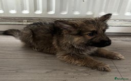 German Shepherd dogs for sale: German shepherd puppies - Image 6