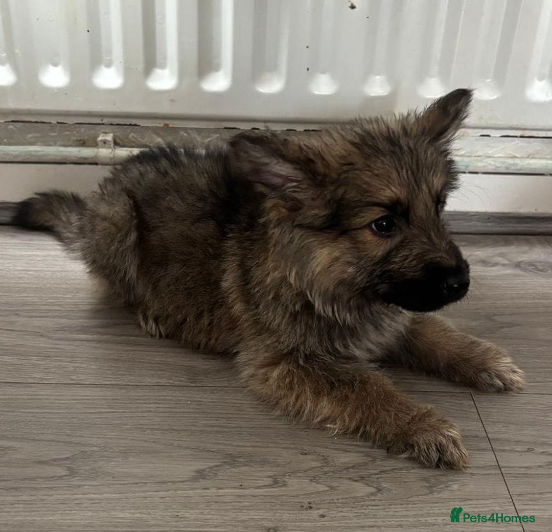 German Shepherd dogs for sale: German shepherd puppies - Image 6