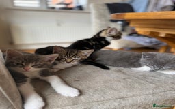 Domestic Shorthair cats for sale: 🤩🤩 6 beautiful babies 🤩🤩 - Image 18