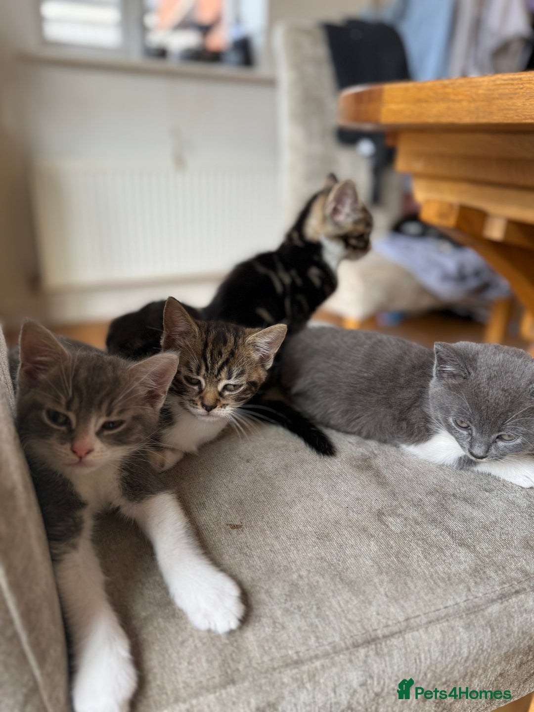Domestic Shorthair cats for sale: 🤩🤩 6 beautiful babies 🤩🤩 - Image 18