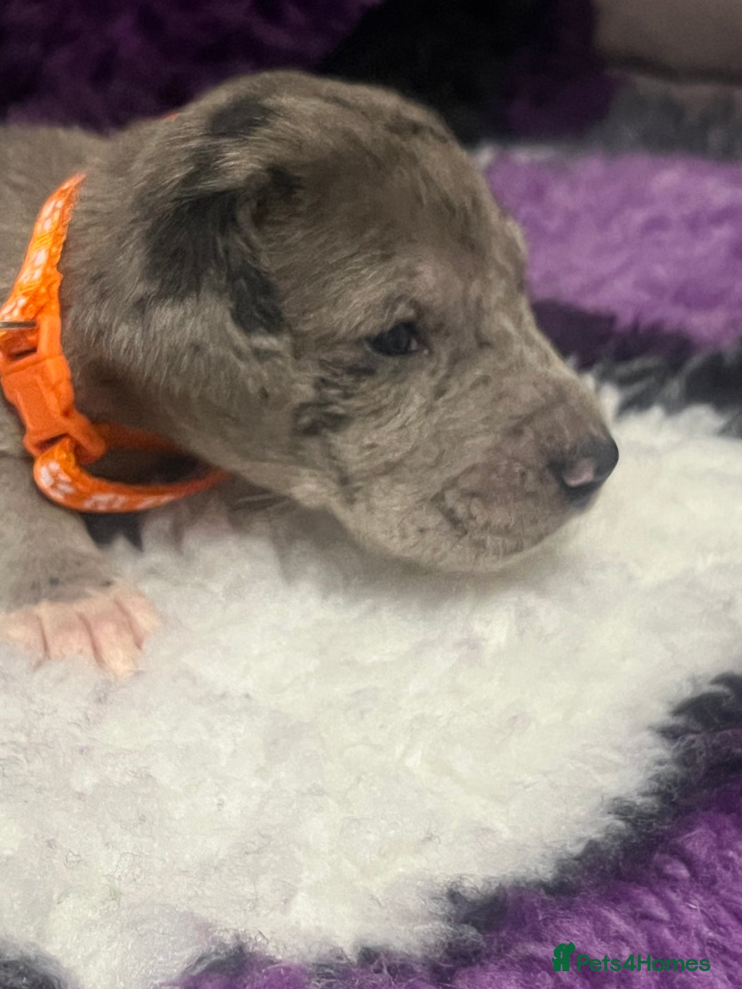 Great Dane dogs for sale: OUTSTANDING PURE BRED GREAT DANE PUPPIES FOR SALE - Image 13
