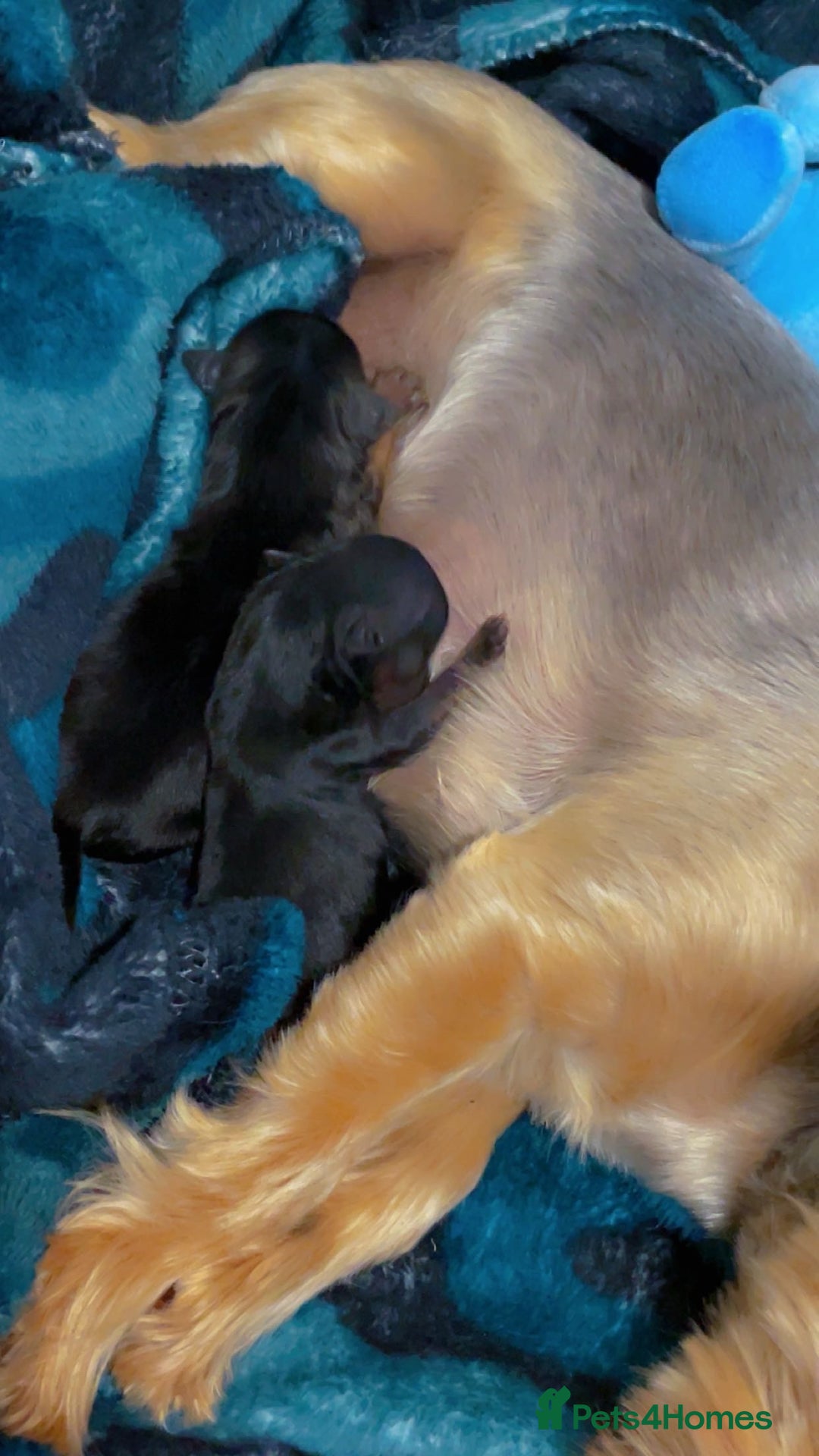Yorkshire Terrier dogs for sale: Mini toy  Yorkshire Terrier's  - Image 5