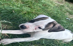 American Bulldog dogs for sale: Ready now Beautiful litter American bulldog puppy - Image 7