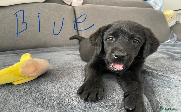 Labrador Retriever dogs - Advert 15