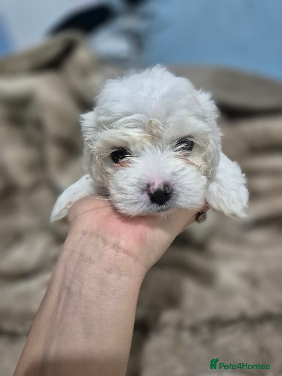 Maltese dogs for sale: K1 Beautiful Maltese puppies  - Advert 19