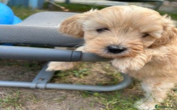 Maltipoo dogs for sale: Two cuddly little maltipoo boys - Image 8