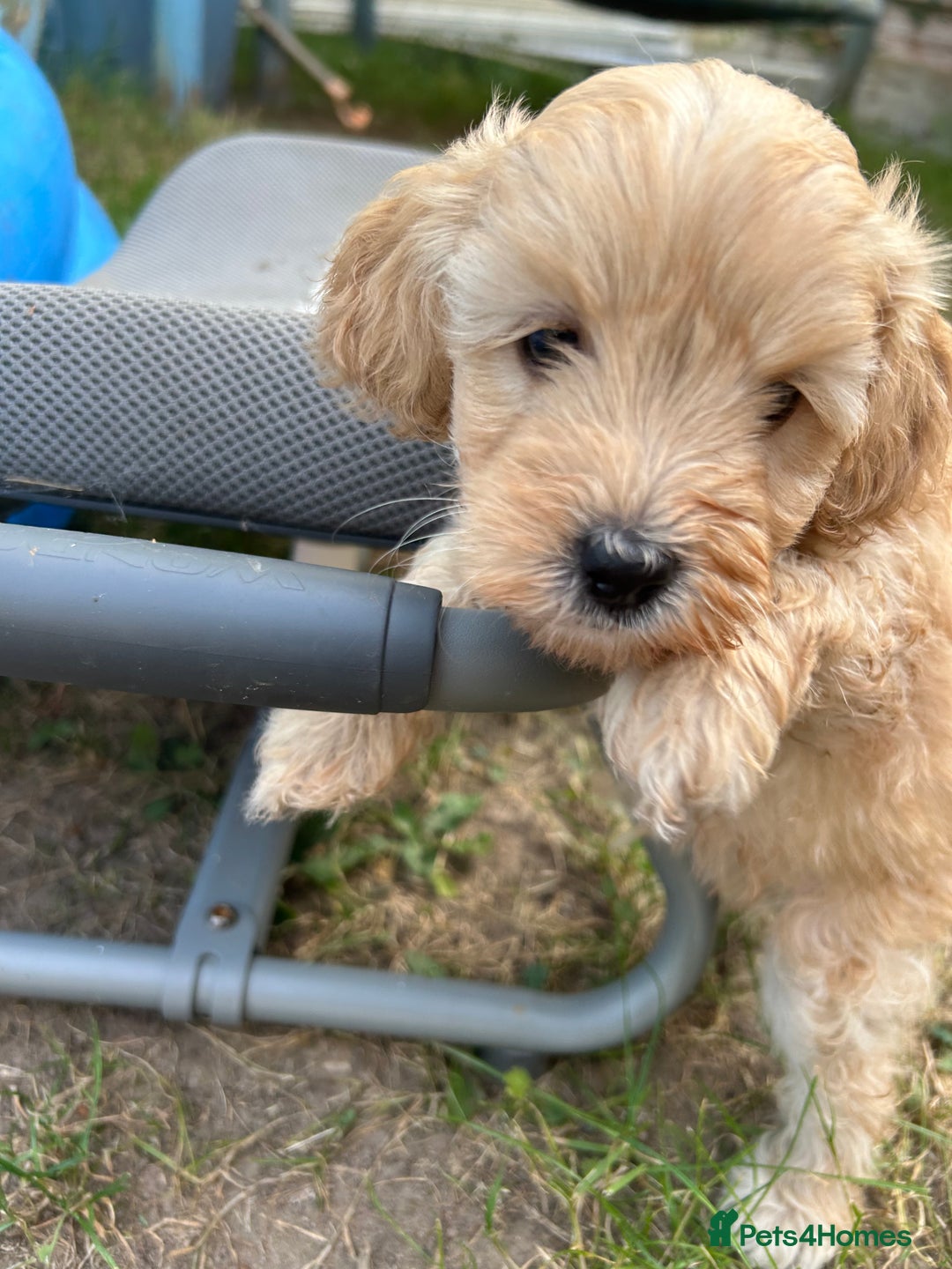 Maltipoo dogs for sale: Two cuddly little maltipoo boys - Image 8