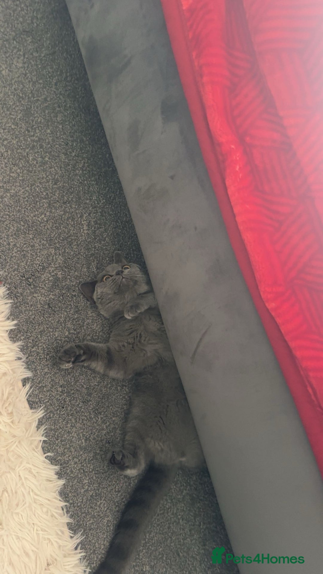 British Shorthair cats for sale: British Shorthair-Female - Image 6