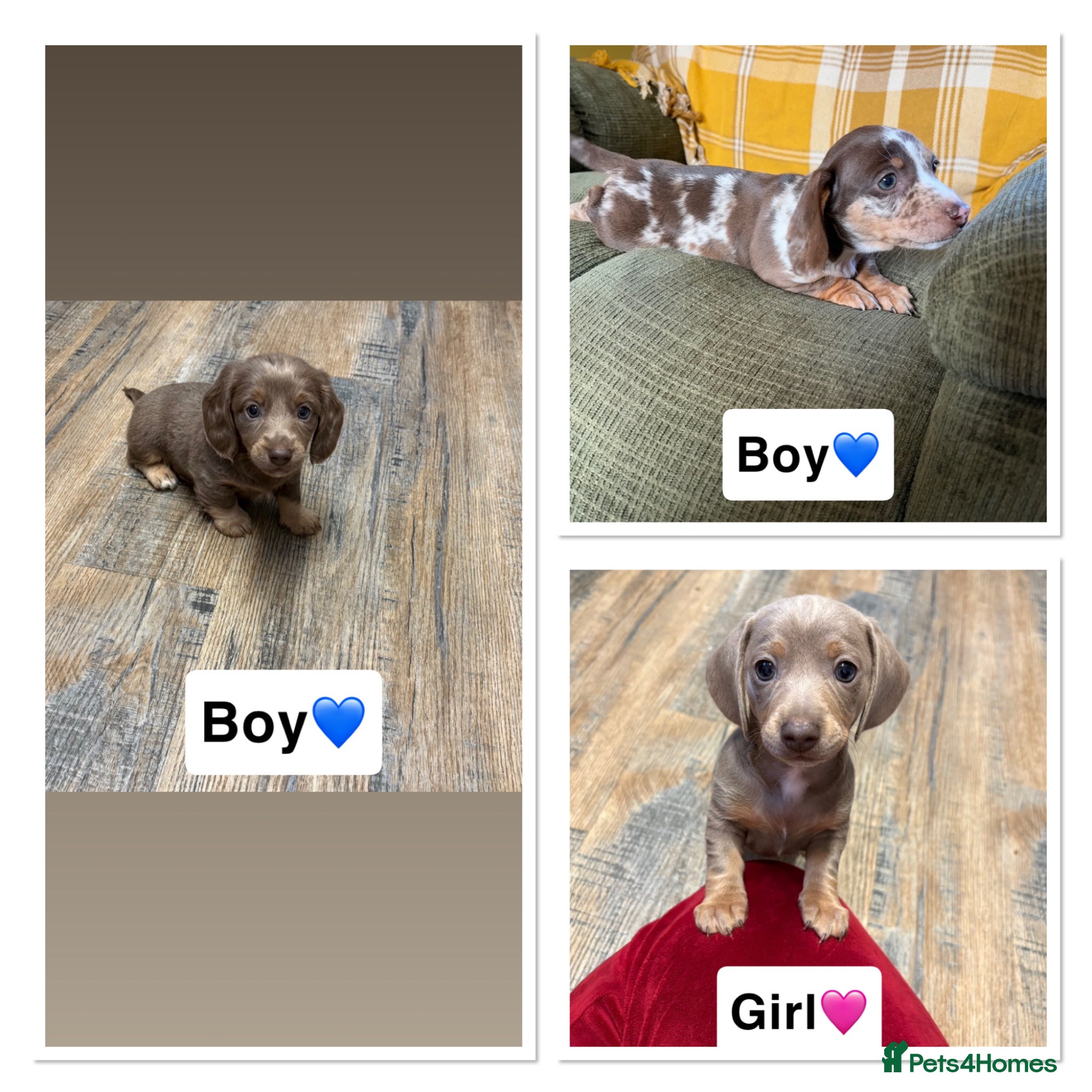 Miniature Dachshund dogs Miniature Dachshunds x3 - Advert 5