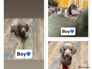 Miniature Dachshund dogs Miniature Dachshunds x3 - Advert 5