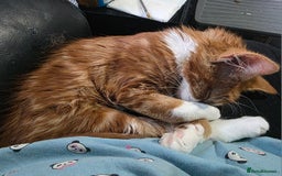 Mixed Breed cats for sale: 'Pumpkin' needs a home - Image 4