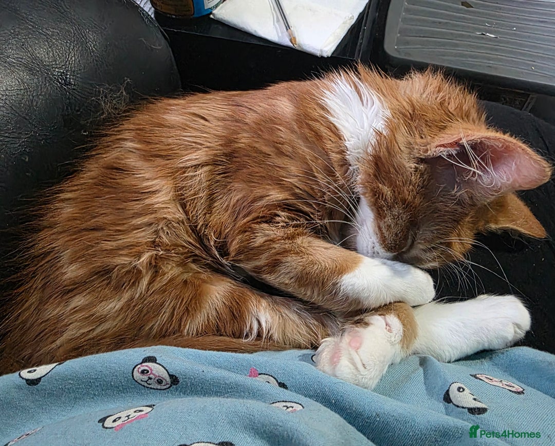 Mixed Breed cats for sale: 'Pumpkin' needs a home - Image 4