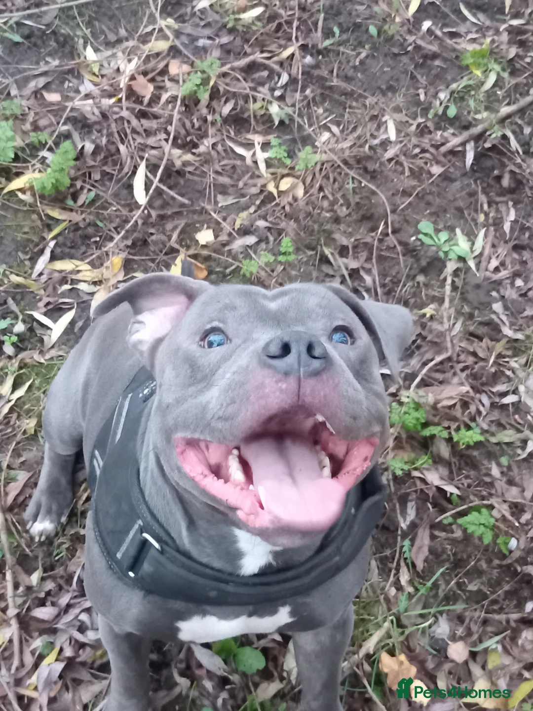 Staffordshire Bull Terrier dogs for stud: 🔥Pure love staffy male for breeding  - Advert 2