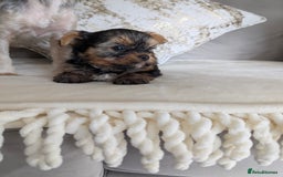 Yorkshire Terrier dogs for sale: Wonderful Yorkshire terrier puppies  - Image 13