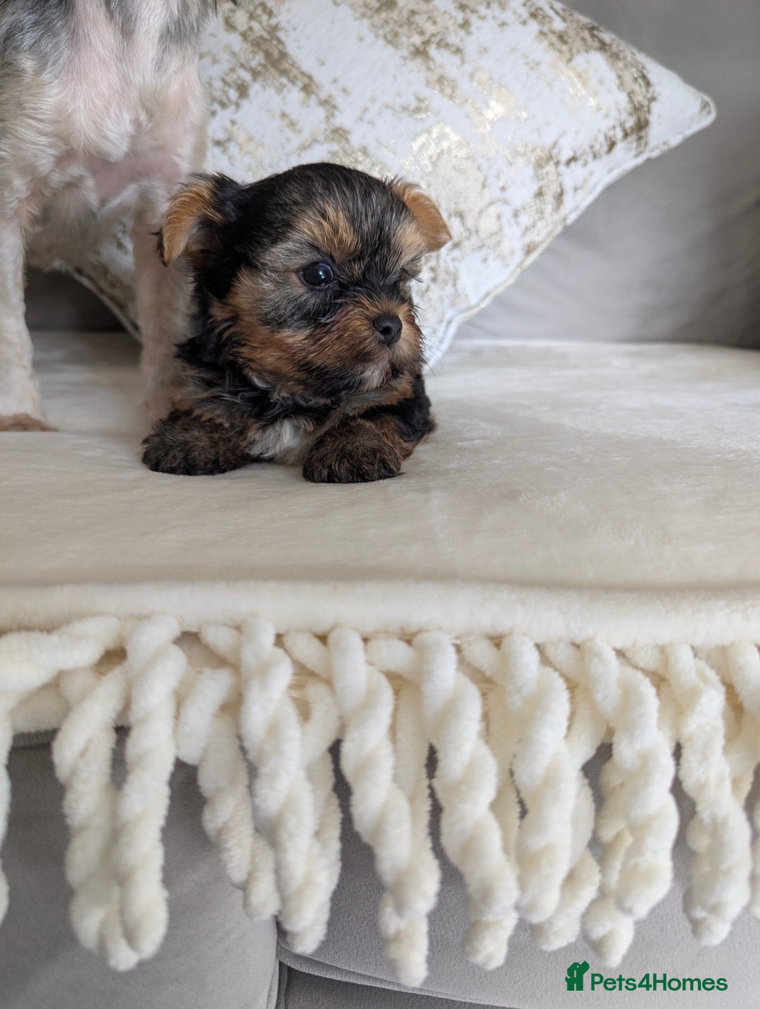 Yorkshire Terrier dogs for sale: Wonderful Yorkshire terrier puppies  - Image 13