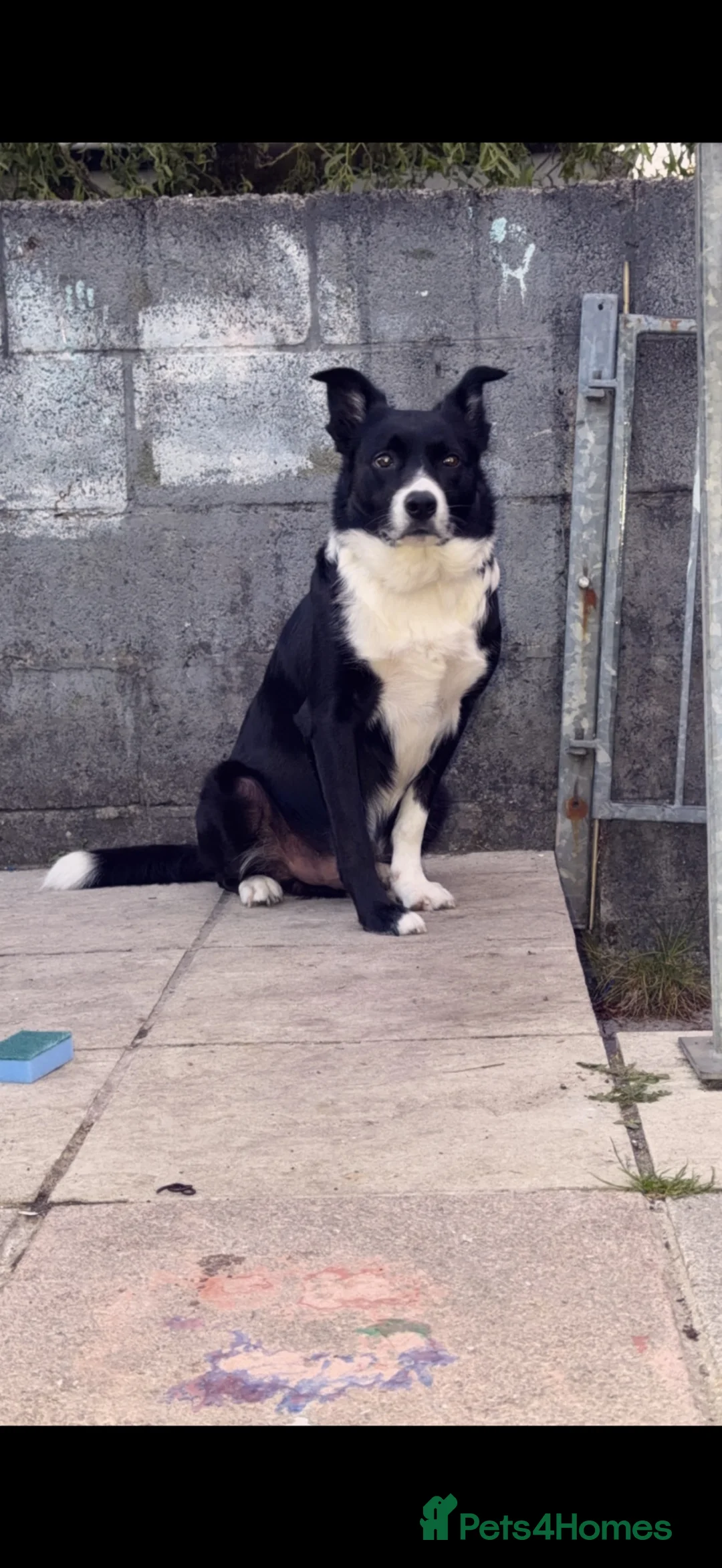 Border Collie dogs for sale: Toby  in Maesteg - Advert 2